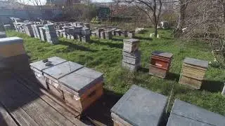 Пасеки больше нет? Погибли почти все пчелы почему?