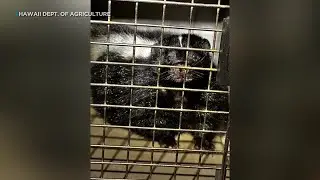 Skunk captured at Honolulu Harbor after days-long search