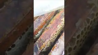 ПРОПОЛИС 👍 Ценный продукт ☝️
