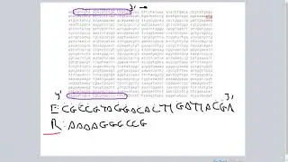 PCR ReversePrimer Design & Confirming T-DNA Disruption w/PCR