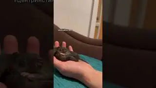 Нереально милое видео. Крысята-выкормыши спят.