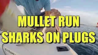 Shark Fishing the Mullet Run With Big Topwater Plugs