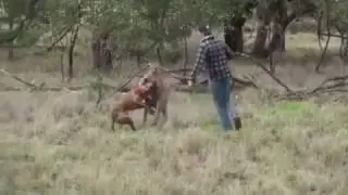 Кенгуру и пёс