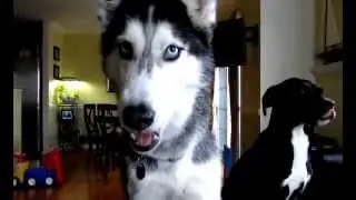 Mishka perro que habla