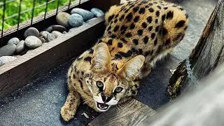 Coolest Serval Cats Videos