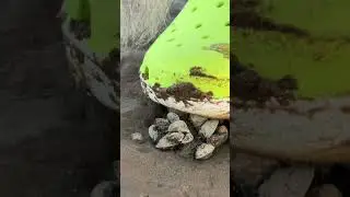 #саунддизайн