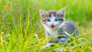 This weeks best kittens meowing videos |NEW