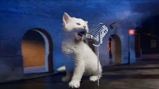 Never gonna meow you up • Never gonna give you up parody by cats