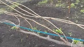 В гостях у коллеги Владислава.  Как узнать сортность яблони Байя Мариса.  И про виноград.