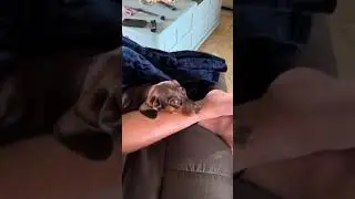 Когда снятся, ну очень сладкие сны 😸When you have really, really sweet dreams #funny #shorts #прикол