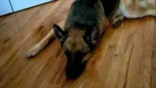 Christine Dee singing All By Myself with Harry the German Shepherd howling along