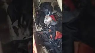 Chihuahuitas