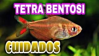 Cuidados del Tetra Bentosi