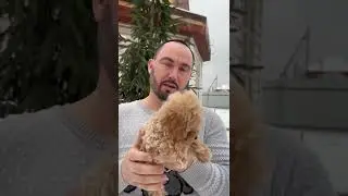 Тикап той пудель Китай цена 200 000 р