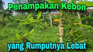 PENAMPAKAN KEBON YANG DITUMBUHI RERUMPUTAN YANG LEBAT.