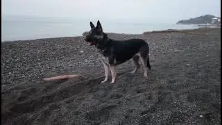 Прогулка Поэмы на море