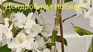 Как отделить и посадить детку Дендробиум Нобиле🌿