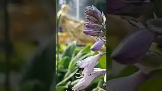 Петергоф