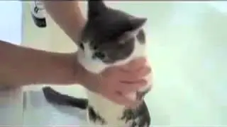 Кот плачет как ребенок!