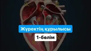 жүректің құрылысы | 3d видео | қысқаша нұсқа