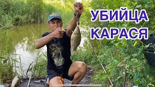 Fishing for a KILLER CRUCIAN CARP, Huge crucian carp, tench at a SECRET POND