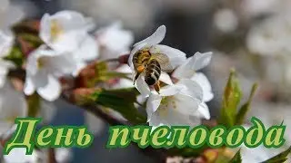 День пчеловода. Поздравление.