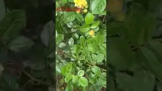 Роза Ани Дюпрей