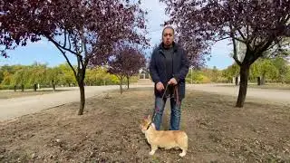 Sterilization of Dogs: Pros, Cons | Sterilization of Animals.