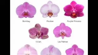 Фото орхидей с названием! Часть 1