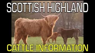 Scottish Highland Cattle - Information