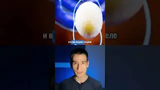 Желток - это огромная яйцеклетка?😱 #биология #егэ #новости #огэ #факты
