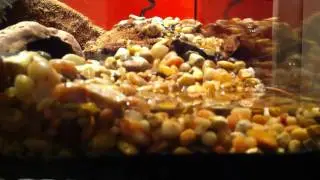 Vivarium, water feature test