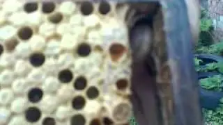 Как выглядят маточники