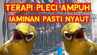 Terapi Pleci Untuk Relaxing Cepat Bunyi