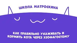 Школа Матроскина. Как правильно ухаживать и кормить кота через эзофагостому?