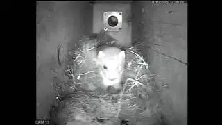 Heavily Pregnant Weasel Gets Stuck! | Discover Wildlife | Robert E Fuller