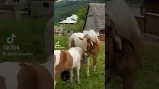 Моя любов 🤍🧡 Коні в Яремча.