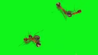 HD Green Screen Animated Ant | Video Effect | Avijit Ray Official