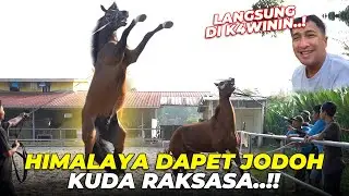 KAGETTTT...!! PERKAW1NAN KUDA AISHA 