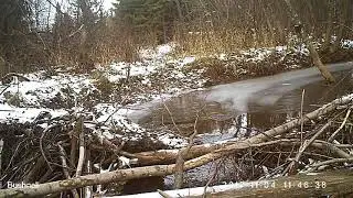 Норка 04 11 17