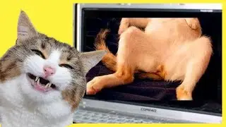 O Melhor Vídeo de Gatos Engraçados e Malucos Eles te Farão Rir Muito