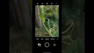 #mobilephotography #naturephotography #sunsetphotography #shortvideo #youtubeshorts