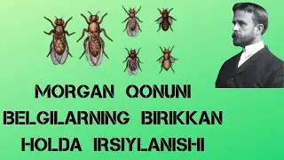 GENLARNING BRIKKAN HOLDA IRSIYLANISHI  |  MORGON QONUNI
