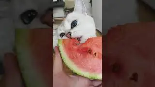 🐱Cute cat eating watermelon 😅😂 Very cute animals