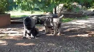 YAMBUR, YAKUT, YUSMIGUL & YULDUZ di Ca'Bastiani
