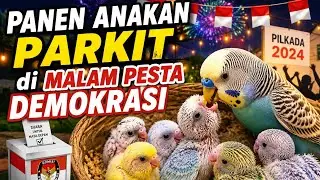 Menjelang Pesta Demokrasi Panen Anakan Parkit di Malam Hari