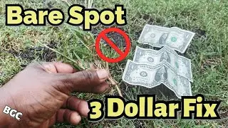 3 Dollar Bermuda grass Bare spot fix // Transplanting Bermuda grass quick Fix