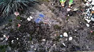 2/1/2024  Timelapse of worms being released into the garden.