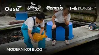 Modern Koi Blog 