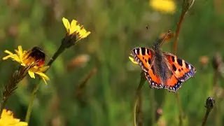 The Garden Jungle: how to save our insects, Prof Dave Goulson